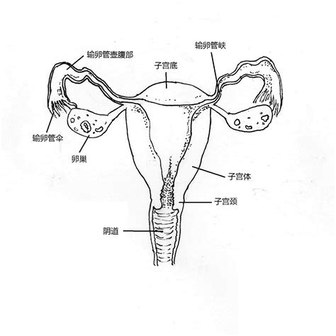 女性生殖器|女性の生殖器系の概要